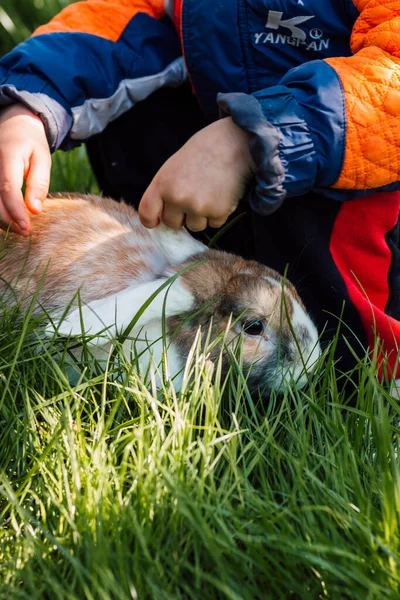 Små barnhänder tittar på en kanin på ryggen i gräset i naturen — Stockfoto