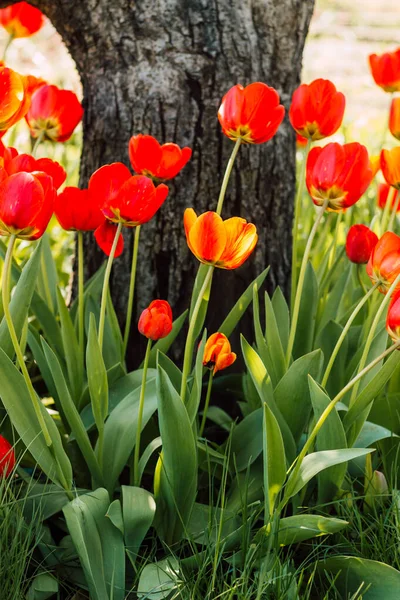 Un câmp cu lalele roșii frumoase înflorite în primăvară — Fotografie, imagine de stoc