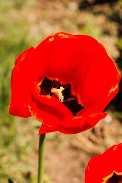 Поле з красивими квітучими червоними тюльпанами навесні — стокове фото