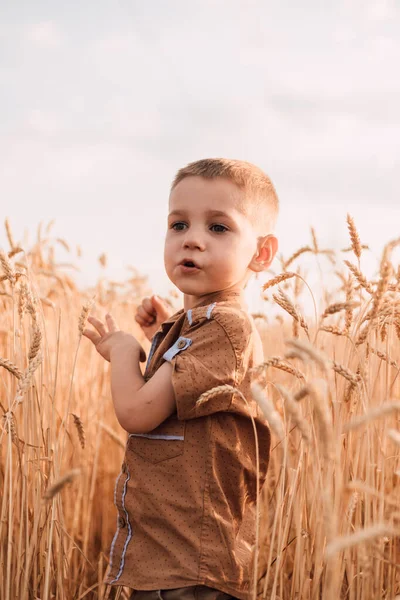 A small child stands in a field with wheat against the sky — ストック写真
