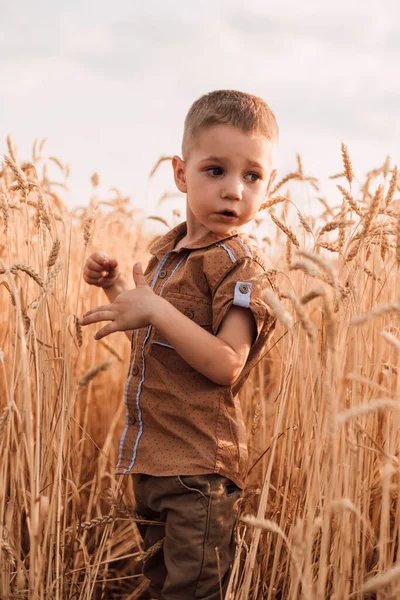 A small child stands in a field with wheat against the sky — ストック写真