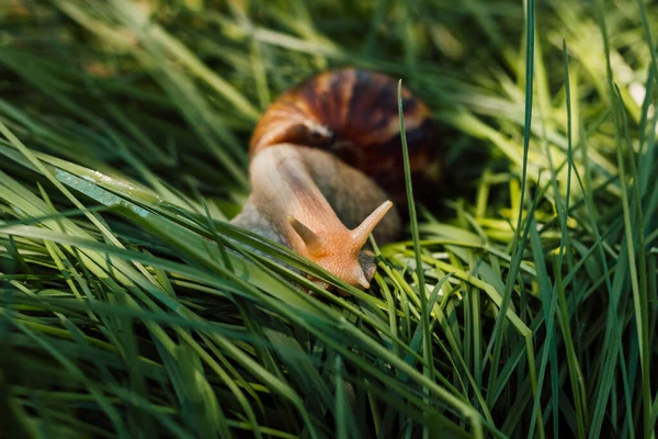 Achatina snail crawls in the grass on a sunny day — ストック写真