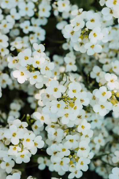 Vita små vårblommor på en äng en solig dag — Stockfoto