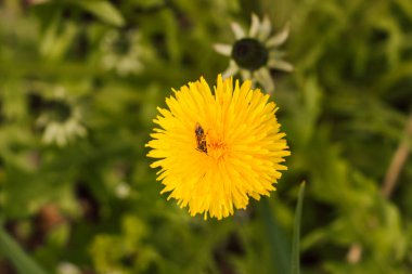 Bir arı baharda bir karahindibadan nektar toplar.