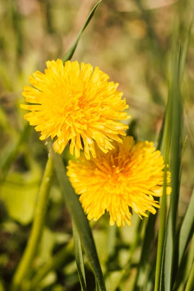 Güneşli bir günde çimlerde iki sarı karahindiba