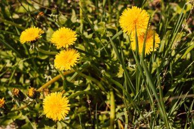 Güneşli bir günde çimlerde iki sarı karahindiba