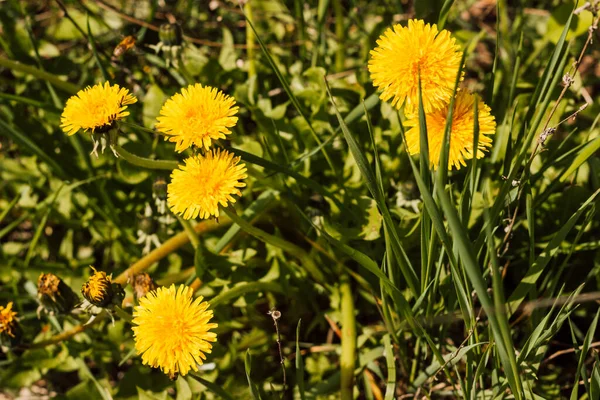 Güneşli bir günde çimlerde iki sarı karahindiba