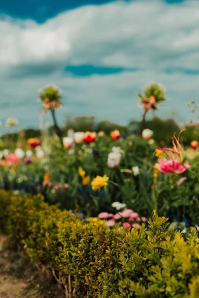 Frodiga blommor i en blomstersäng på en solig dag mot den blå himlen — Stockfoto