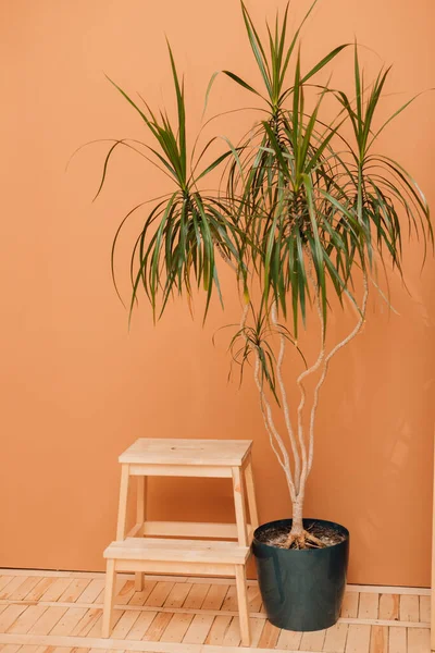 オレンジの壁の近くの床に木製の椅子と家の花が立っています。. — ストック写真