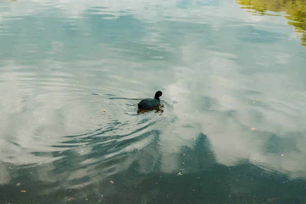Одна Дика Качка Плаває Відстані Озера Пізно Вночі Високоякісна Фотографія — стокове фото