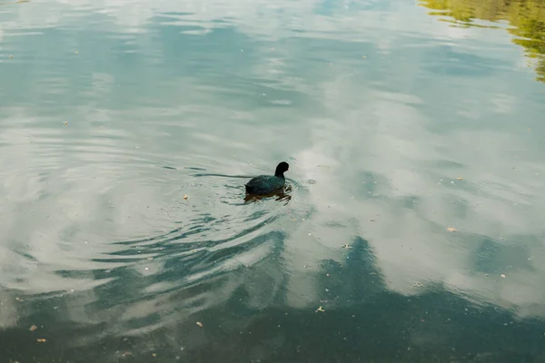 Pato Salvaje Nada Distancia Lago Tarde Noche Foto Alta Calidad — Foto de Stock