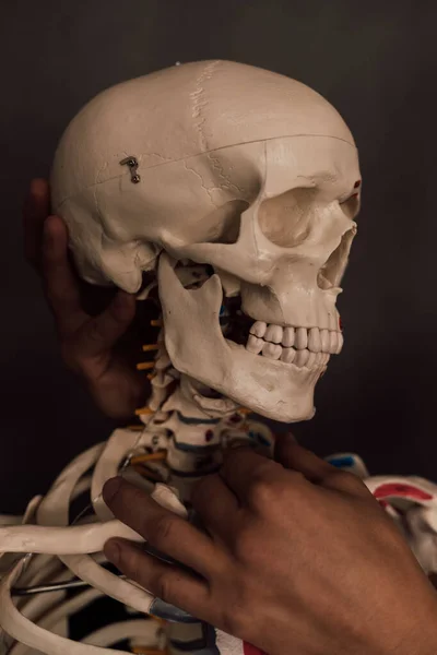 The skull is turned to the side. A man studies the human skeleton