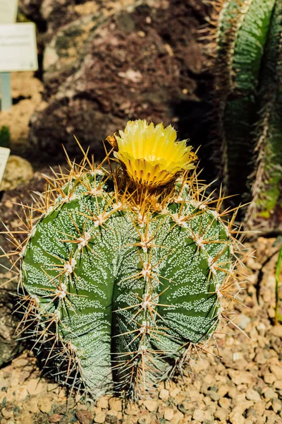 Serada güzel sarı çiçekli bir kaktüs. Yüksek kalite fotoğraf
