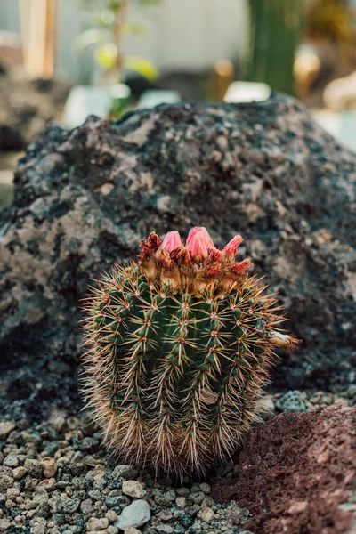 Hermoso Cactus Con Flor Rosa Invernadero Foto Alta Calidad —  Fotos de Stock