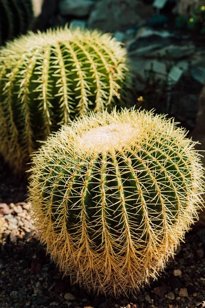 Dos Cactus Invernadero Entre Las Piedras Día Soleado Foto Alta — Foto de Stock