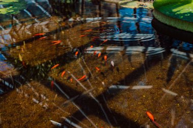 Temiz suda küçük kırmızı balıklar yüzer. Yüksek kalite fotoğraf