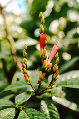 Yeşil yaprakların arka planında kırmızı güzel tropikal çiçek. Yüksek kalite fotoğraf
