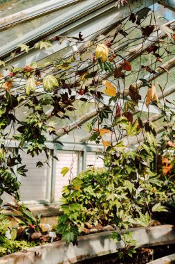 Seranın duvarları ve çatısı boyunca güzel yeşil bitkiler esiyor. Yüksek kalite fotoğraf