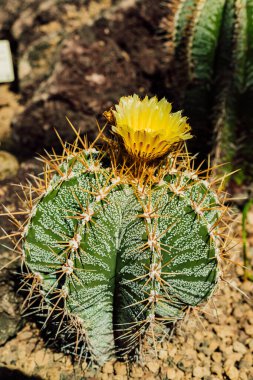 Serada güzel sarı çiçekli bir kaktüs. Yüksek kalite fotoğraf
