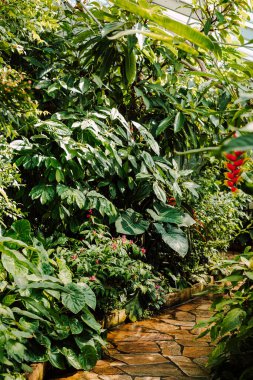 Seradaki tropikal bitkiler.