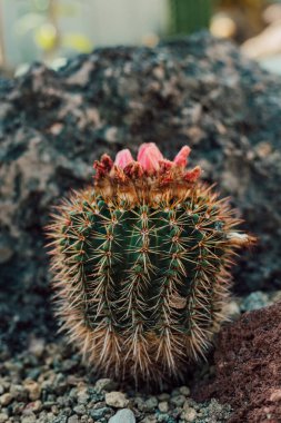 Serada pembe çiçekli güzel bir kaktüs. Yüksek kalite fotoğraf