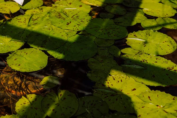Uma Sombra Janela Cai Sobre Folhas Água Pura Límpida — Fotografia de Stock
