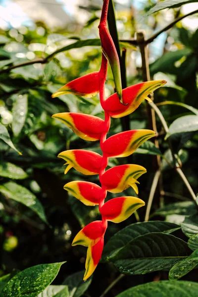 Red beautiful tropical flower on the background of green leaves. High quality photo