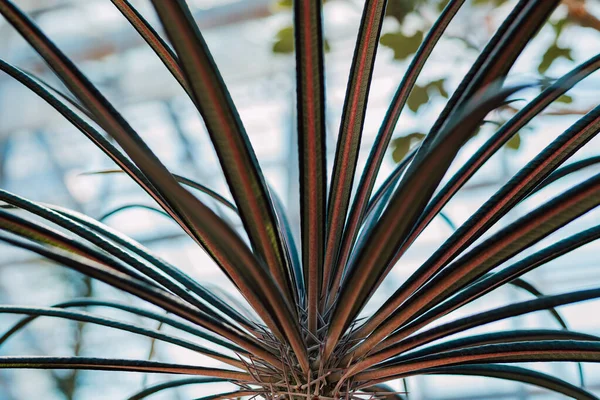 温室内の窓の背景に植物 下の図 — ストック写真