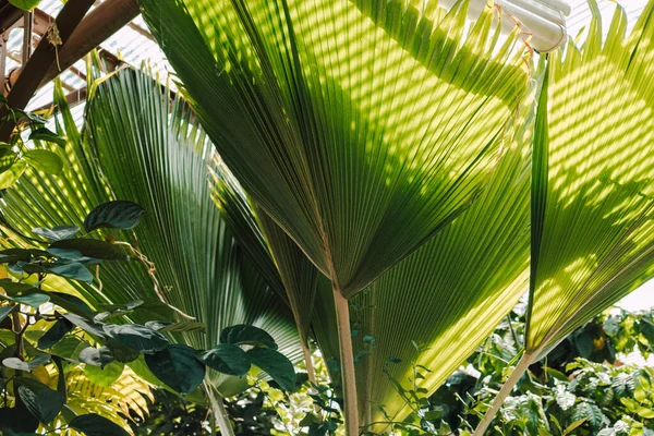 Sulu Yeşil Palmiye Yaprakları Güneşli Bir Gün — Stok fotoğraf