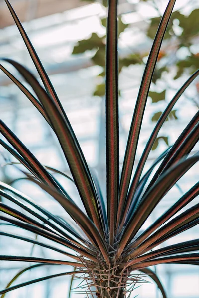 温室内の窓の背景に植物 下の図 — ストック写真