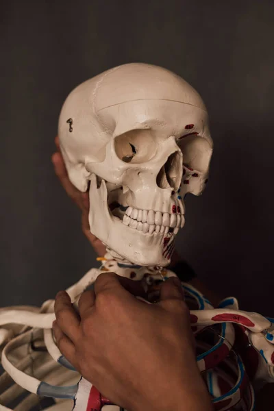 The skull is turned to the side. A man studies the human skeleton