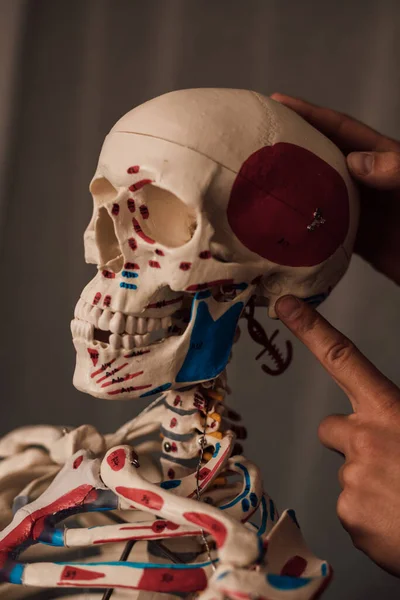 The skull is turned to the side. A man studies the human skeleton