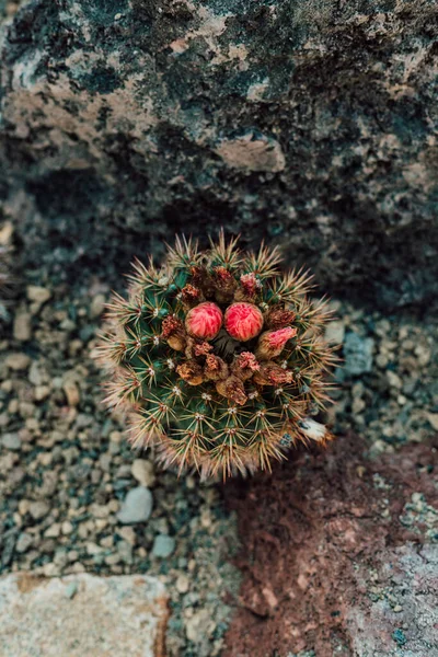 Cactus Floreciente Vista Superior —  Fotos de Stock