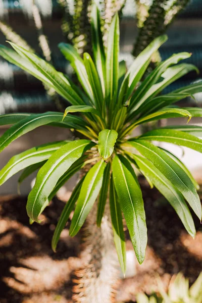 Güneşli Bir Günde Güzel Yeşil Bir Tropikal Bitki Yüksek Kalite — Stok fotoğraf