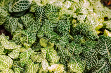 Arka plan için yeşil sulu yapraklar. Yüksek kalite fotoğraf