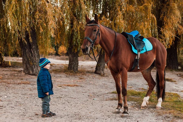 Garçon Tient Devant Cheval Regarde Cheval Tient Tranquillement Debout Autour — Photo