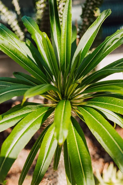 晴れた日に美しい緑の熱帯植物 高品質の写真 — ストック写真