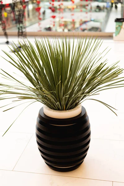 Beautiful Green Flower Black Pot White Floor Store High Quality — ストック写真
