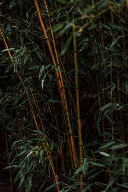 Bamboo. Bamboo forest. Bamboo stalks at sunset. High quality photo