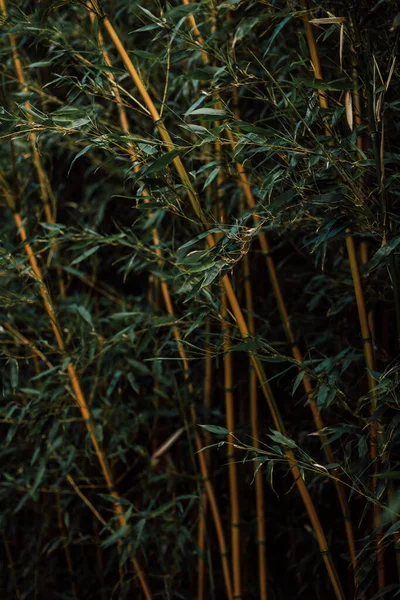 Bamboo. Bamboo forest. Bamboo stalks at sunset. High quality photo