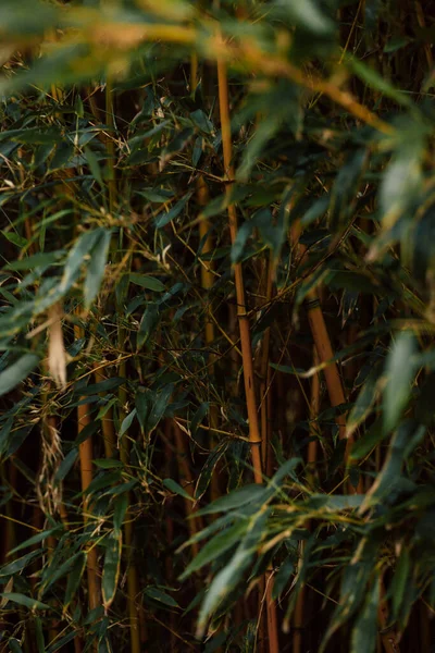 Bamboo. Bamboo forest. Bamboo stalks at sunset. High quality photo