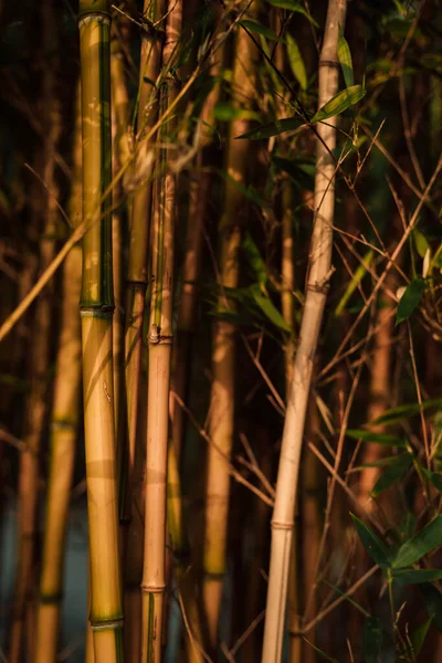 Bamboo Bamboo Forest Bamboo Stalks Sunset High Quality Photo — Stockfoto