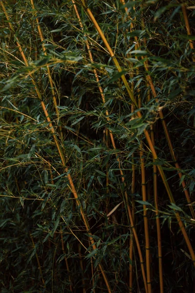 Bamboo. Bamboo forest. Bamboo stalks at sunset. High quality photo