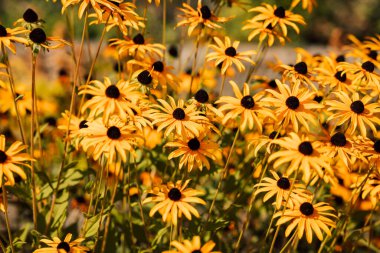 Yellow flowers with a dark middle in the summer season on a sunny day. High quality photo