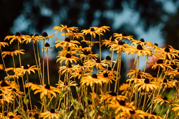 Yellow Flowers Dark Middle Summer Season Sunny Day High Quality — Stockfoto