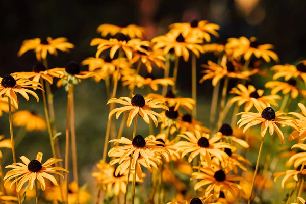 Yellow Flowers Dark Middle Summer Season Sunny Day High Quality — Stockfoto