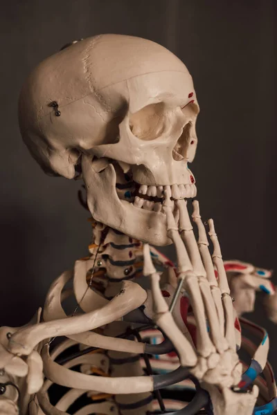 Upper part of the human skeleton with a raised hand to the skull. High quality photo