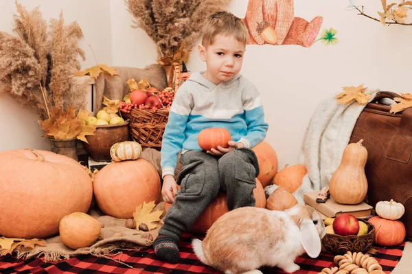 Bir çocuk bir tavşanla balkabaklarının arasında oturuyor. Balkabağı ve sonbahar meyvelerinin sonbahar kompozisyonu. Yüksek kalite fotoğraf