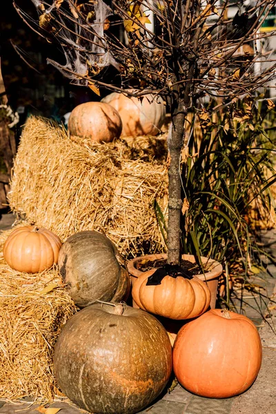 Pumpkins Hay Decor Sunny Day Halloween High Quality Photo — Stock Photo, Image