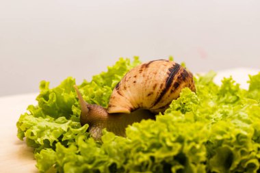 Achatina salyangozu taze yeşil bir marul yaprağının üzerinde oturur. Yüksek kalite fotoğraf